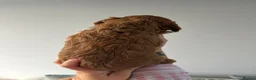 Cockapoo dogs for sale: Show quality litter of F2 cockerpoos 🌈 - Advert 25