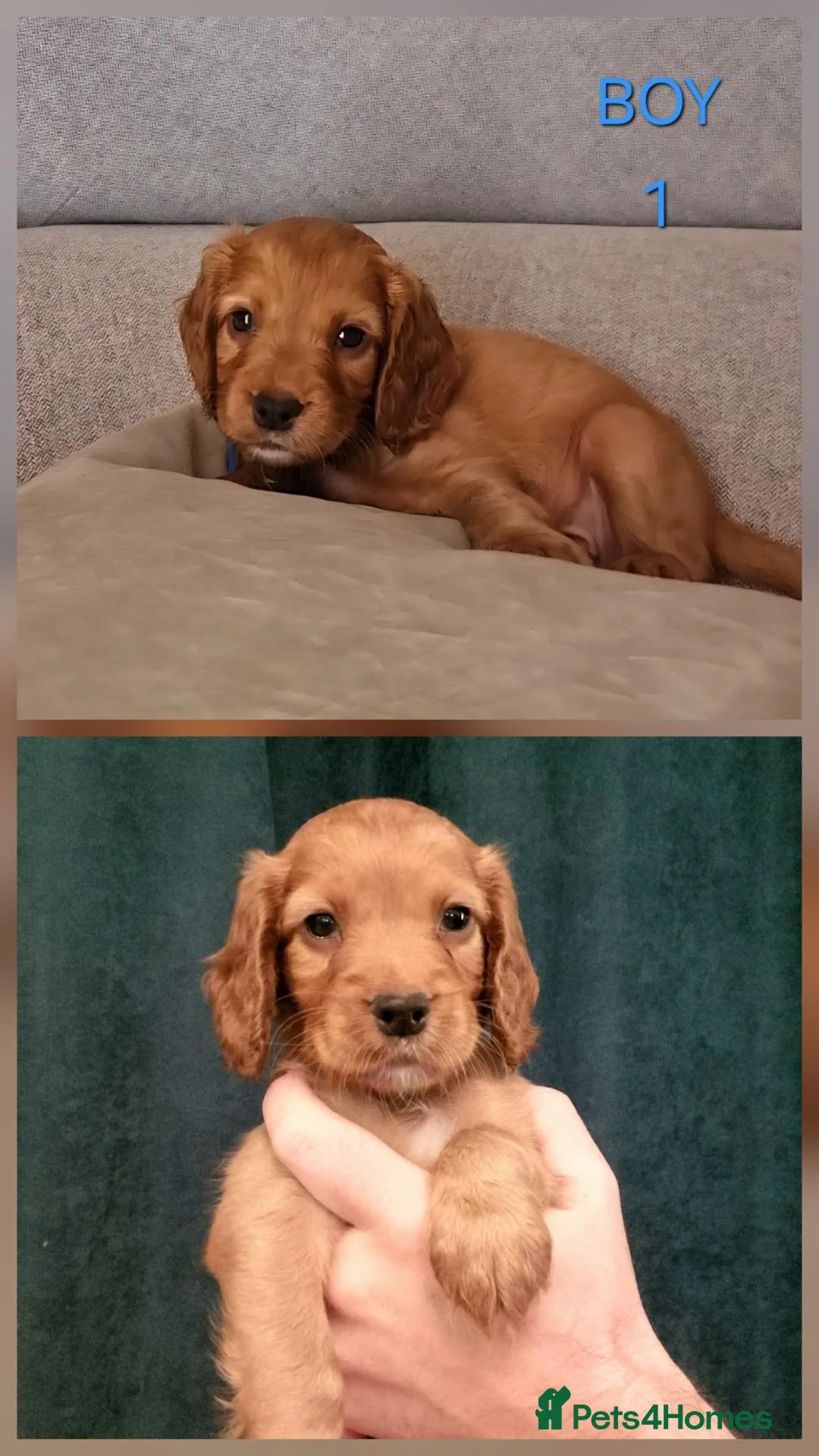 Cocker Spaniel dogs for sale: 🐾 Beautiful Cocker Spaniel Puppies For Sale 🐾 in Witney - Advert 6