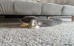 Mini Lop rabbits for sale: Grey and white mini lop  - Image 3