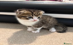 Scottish Fold cats for sale: Beautiful Scottish food for sale  - Image 1