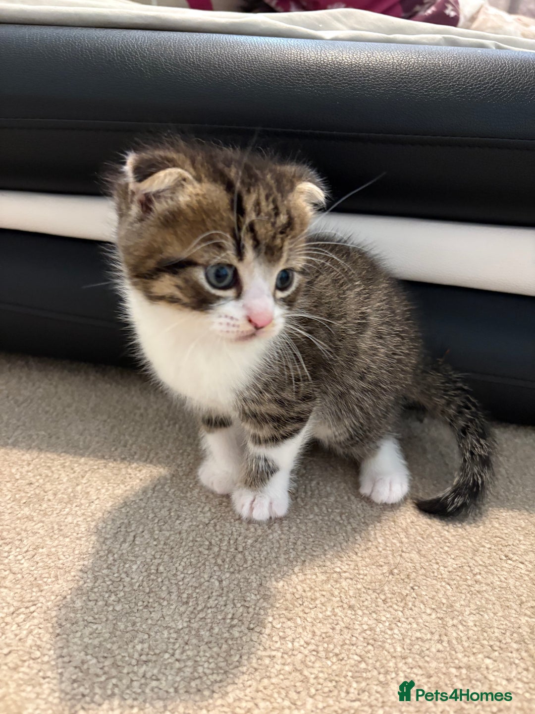Scottish Fold cats for sale: Beautiful Scottish food for sale  - Image 1