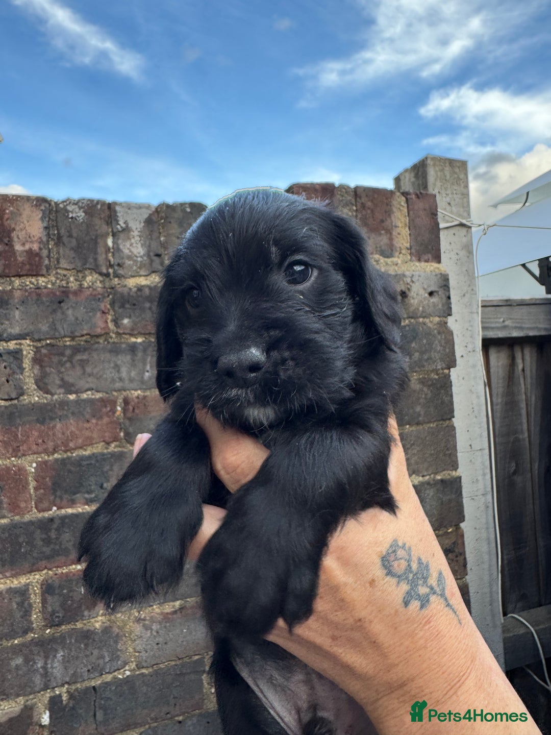 Mixed Breed dogs for sale: Beautiful unique puppies last girl left  - Advert 11