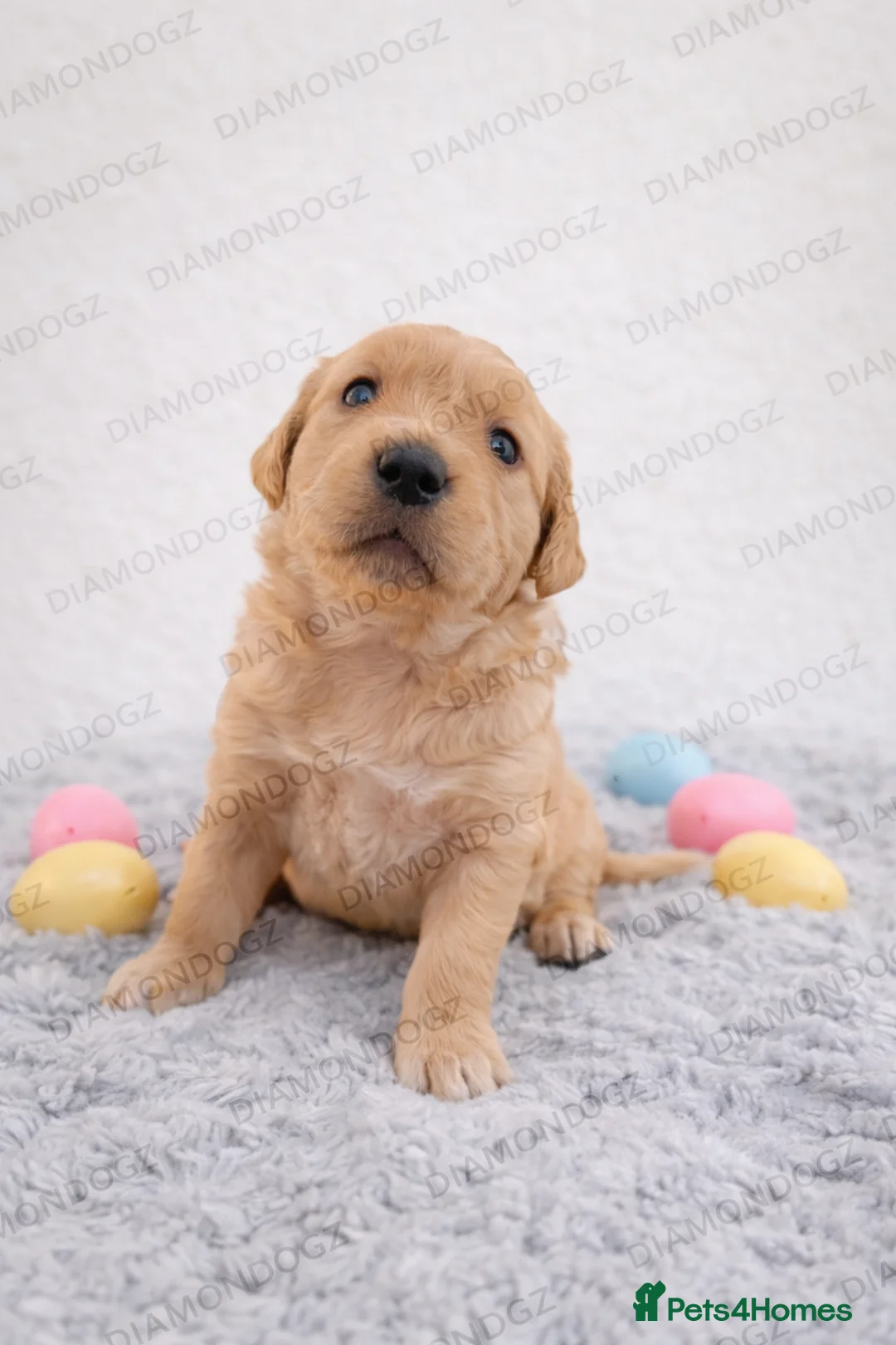 Golden Retriever dogs for sale: Gorgeous Golden Retriever Pups - Advert 6