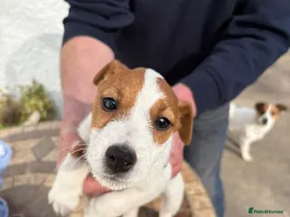Jack Russell dogs Jack Russell pup - Advert 14