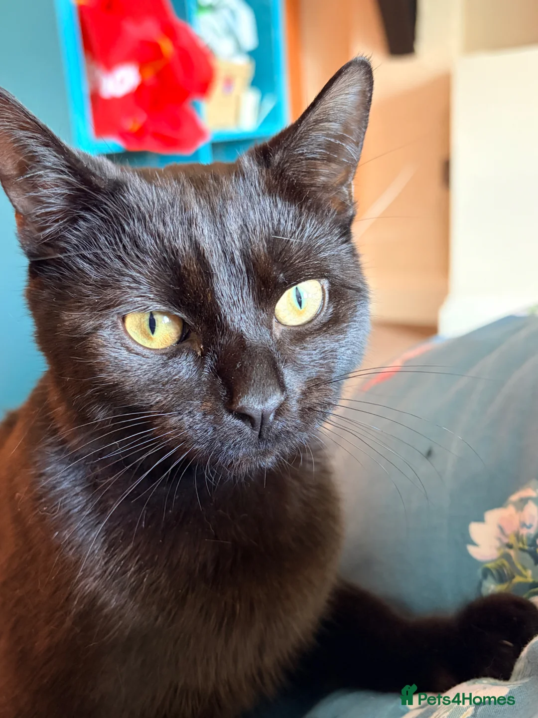 Domestic Shorthair cats for sale: 9 month old cat  - Advert 4