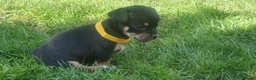 Mixed Breed dogs for sale: Patterdale Terrier x chihuahua puppies  - Advert 4