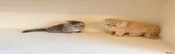 Persian cats for sale: Rare DWARF LEG PERSIANS - Persian Munchkin Minuets - Advert 10