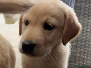 Labrador Retriever dogs Labrador puppys - Advert 12