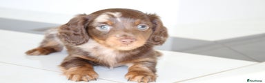 Miniature Dachshund Puppy 3