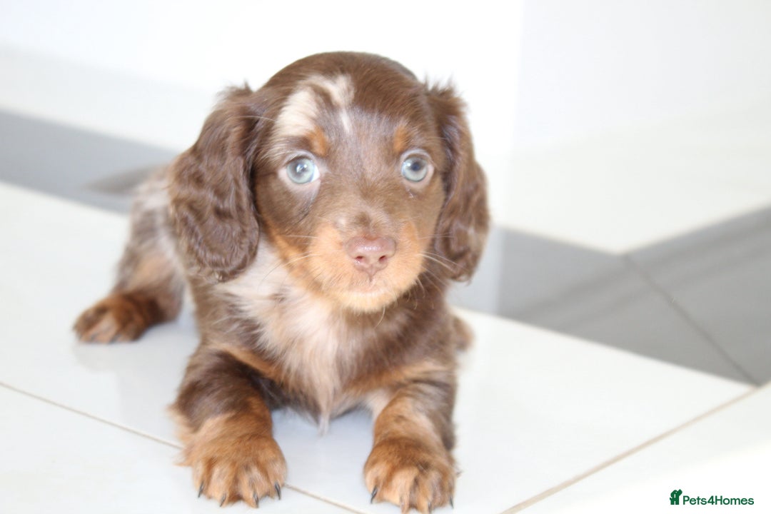Miniature Dachshund dogs for sale: Kennel Club Registered Miniature Dachshund Puppies in Faversham - Advert 7