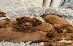 Cavapoo dogs for sale: Merlesque ⭐️⭐️⭐️⭐️⭐️F1 Cavapoos 200 DNA - Image 14