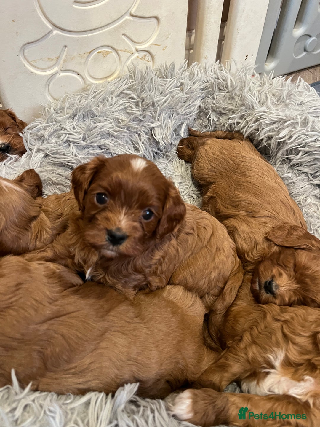 Cavapoo dogs for sale: Merlesque ⭐️⭐️⭐️⭐️⭐️F1 Cavapoos 200 DNA - Image 14