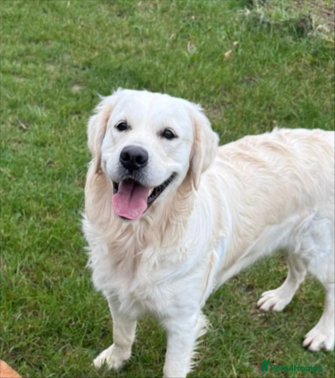 Golden Retriever dogs for sale: Fully health tested golden retriever pups due may  in Beverley - Advert 2
