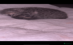 Scottish Fold cats for sale: Adorable Scottish Fold x British Shorthair Kitten - Image 2