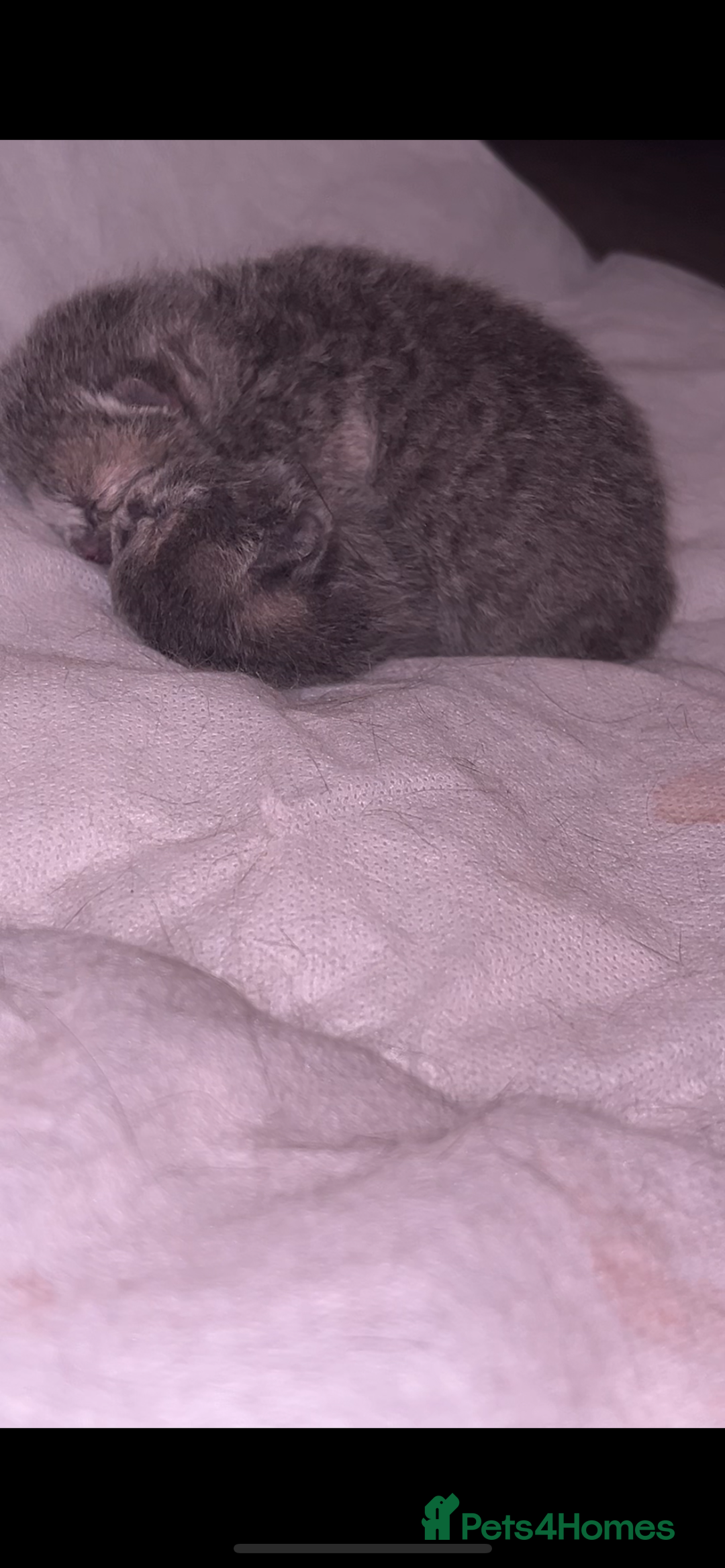 Scottish Fold cats for sale: Adorable Scottish Fold x British Shorthair Kitten - Image 2