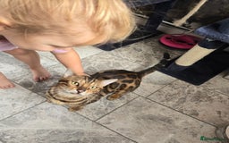 Bengal cats for sale: Pure bengal boy  - Image 6