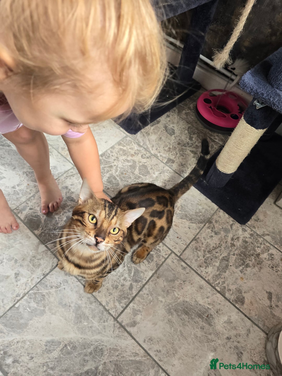 Bengal cats for sale: Pure bengal boy  - Image 6