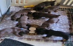 Field Spaniel dogs for sale: Field Spaniel Puppies for Sale – Lovable & Ready! - Image 4