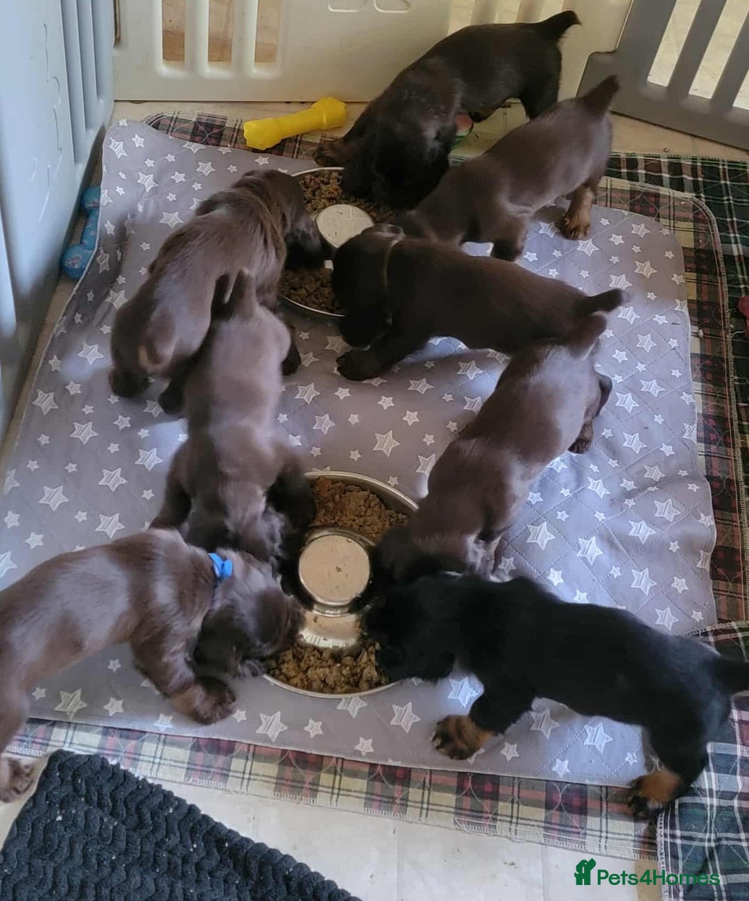 Field Spaniel dogs for sale: Field Spaniel Puppies for Sale – Lovable & Ready! - Image 4