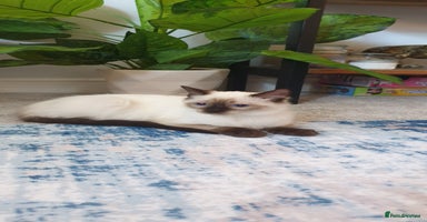 Ragdoll cats - Advert 10