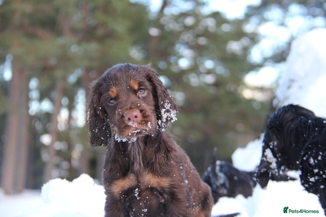 Cocker Spaniel dogs for sale: Gorgeous KC Reg Cocker Spaniels for Forever Homes - Advert 22