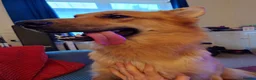 Shepsky dogs for sale: German Shepherd pups - Advert 36