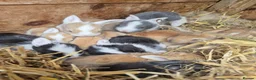 Continental Giant rabbits for sale: Rabbit in Skelmersdale - Advert 2