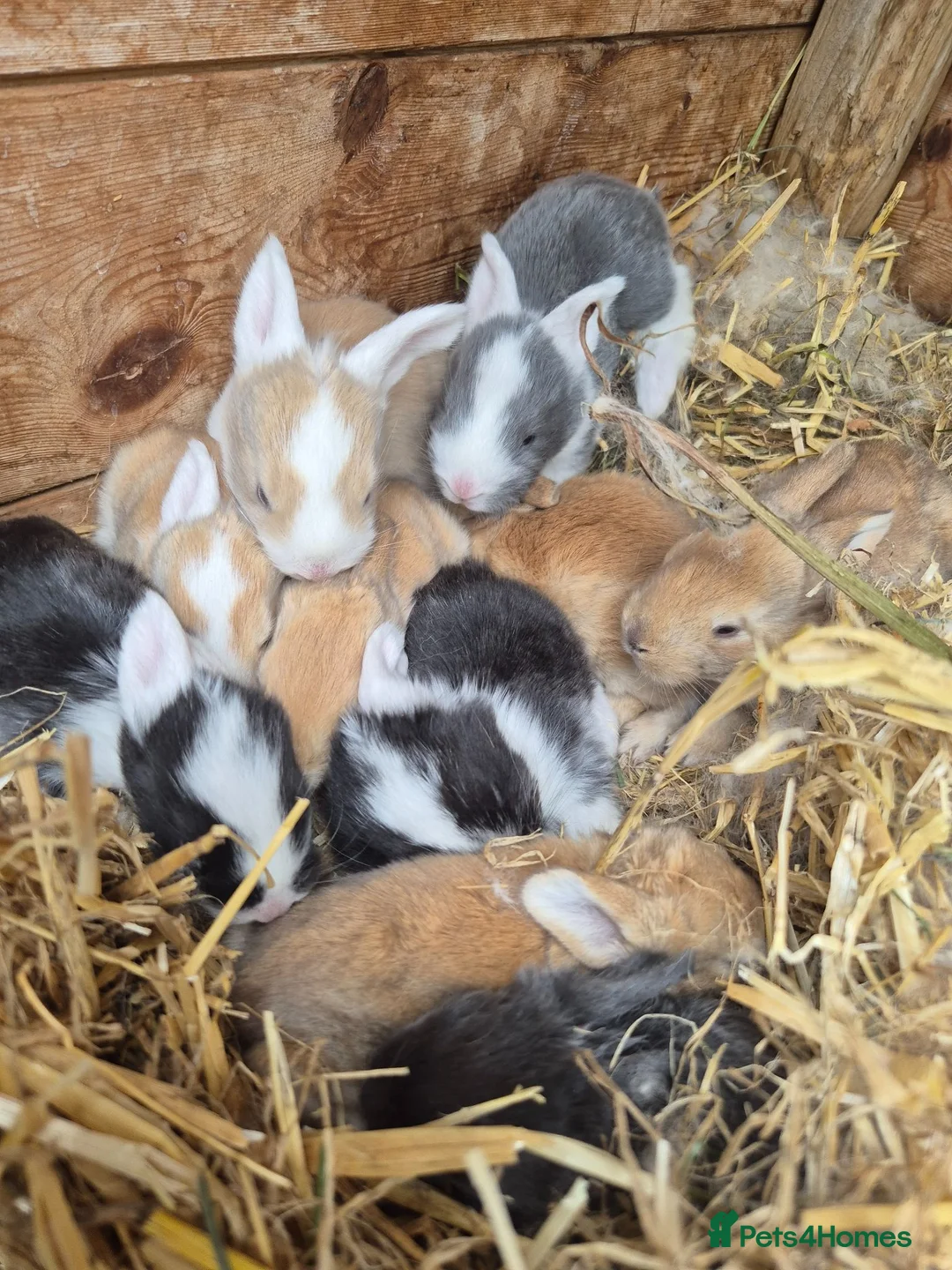 Continental Giant rabbits for sale: Rabbit in Skelmersdale - Advert 2