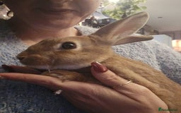 Rex rabbits for sale: Miniature Rex Boy Bunnies £30 each - Image 1