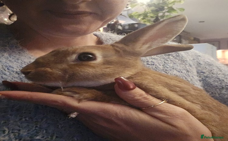 Rex rabbits - Advert 1