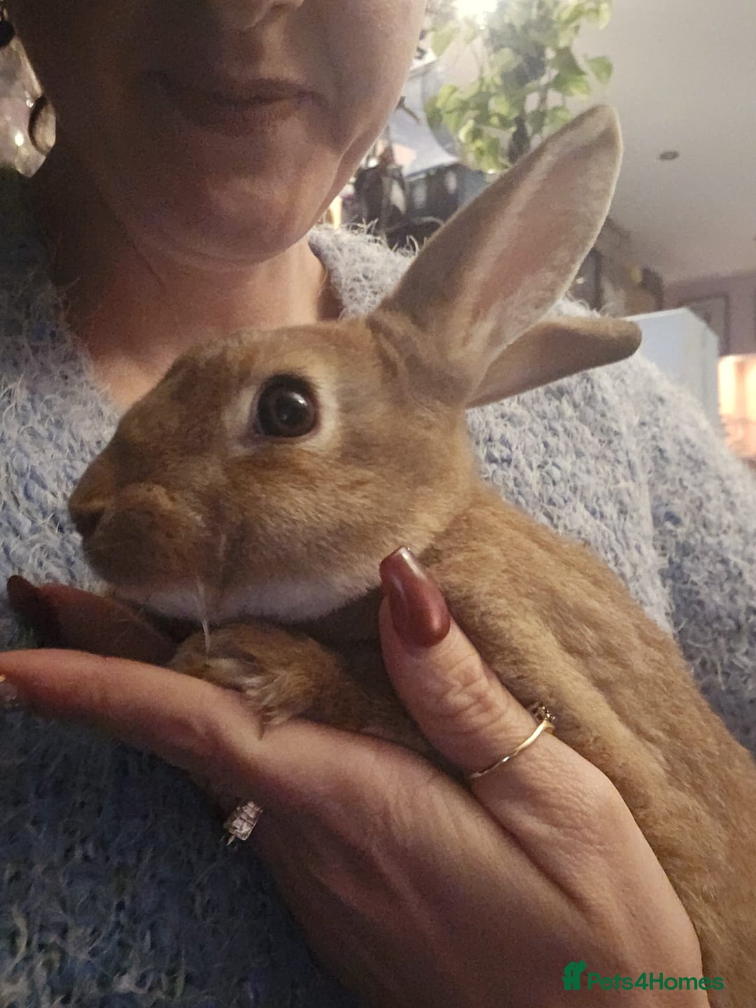 Rex rabbits for sale: Miniature Rex Boy Bunnies £30 each - Image 1