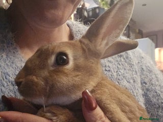 Rex rabbits - Advert 1