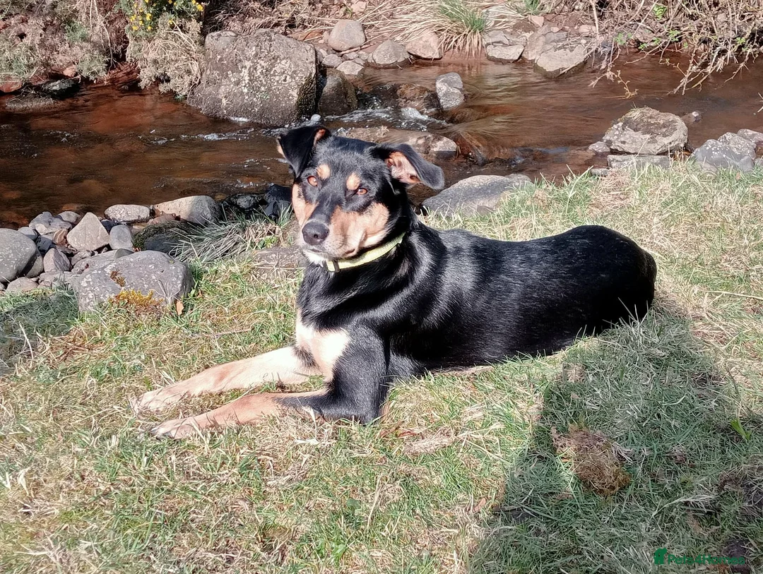 Mixed Breed dogs for sale: Australian kelpie/huntaway  in Galston - Advert 4