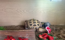 Tortoise reptiles for sale: 2 x Horsefield Tortoises - Image 6