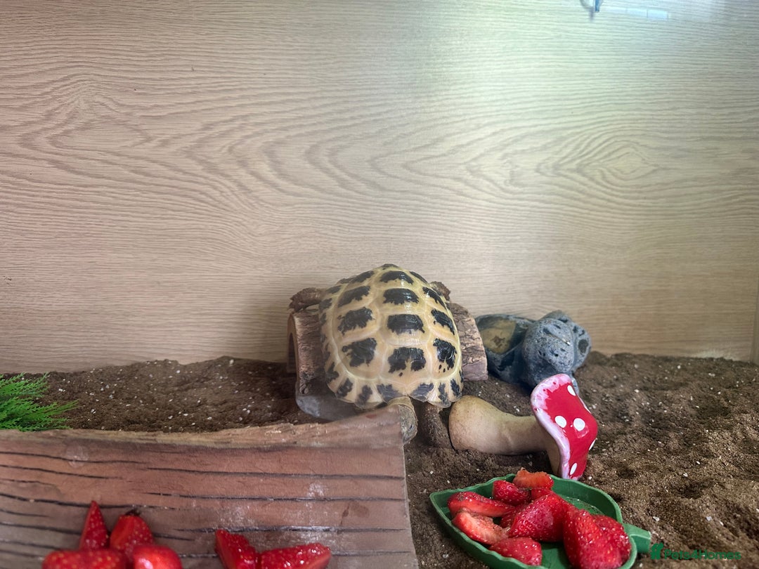 Tortoise reptiles for sale: 2 x Horsefield Tortoises - Image 6