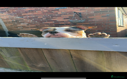 American Bulldog dogs for sale: 2 pocket bullys FREE to a good home - Image 3