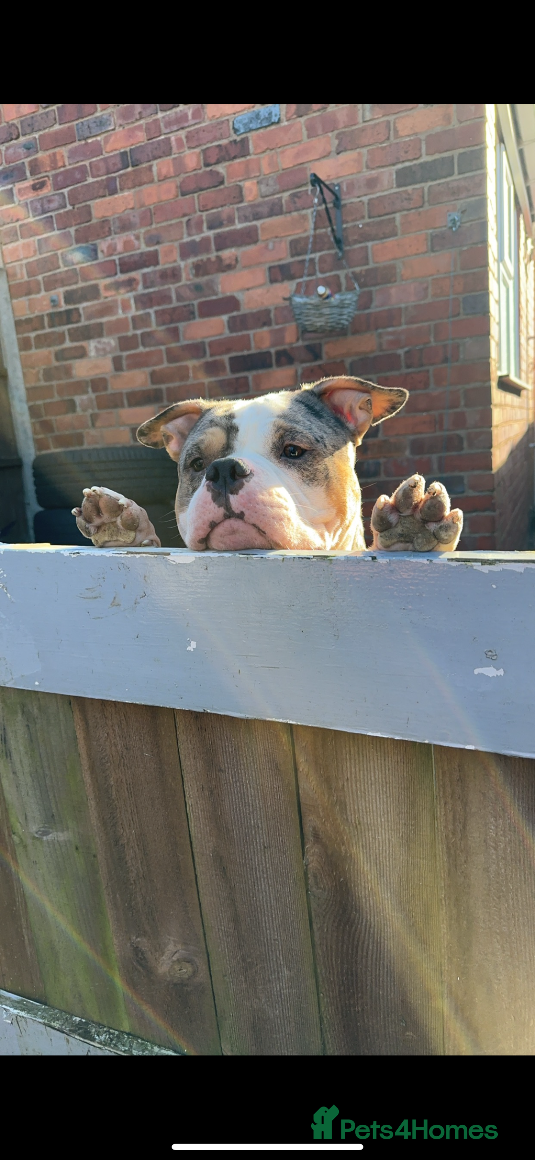 American Bulldog dogs for sale: 2 pocket bullys FREE to a good home - Image 3