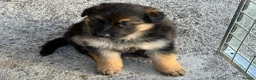 German Shepherd dogs for sale: German Shepherd pups in Armagh - Advert 1