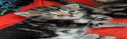 Mixed Breed cats for sale: Mixed Maine Coon Kittens  - Advert 21