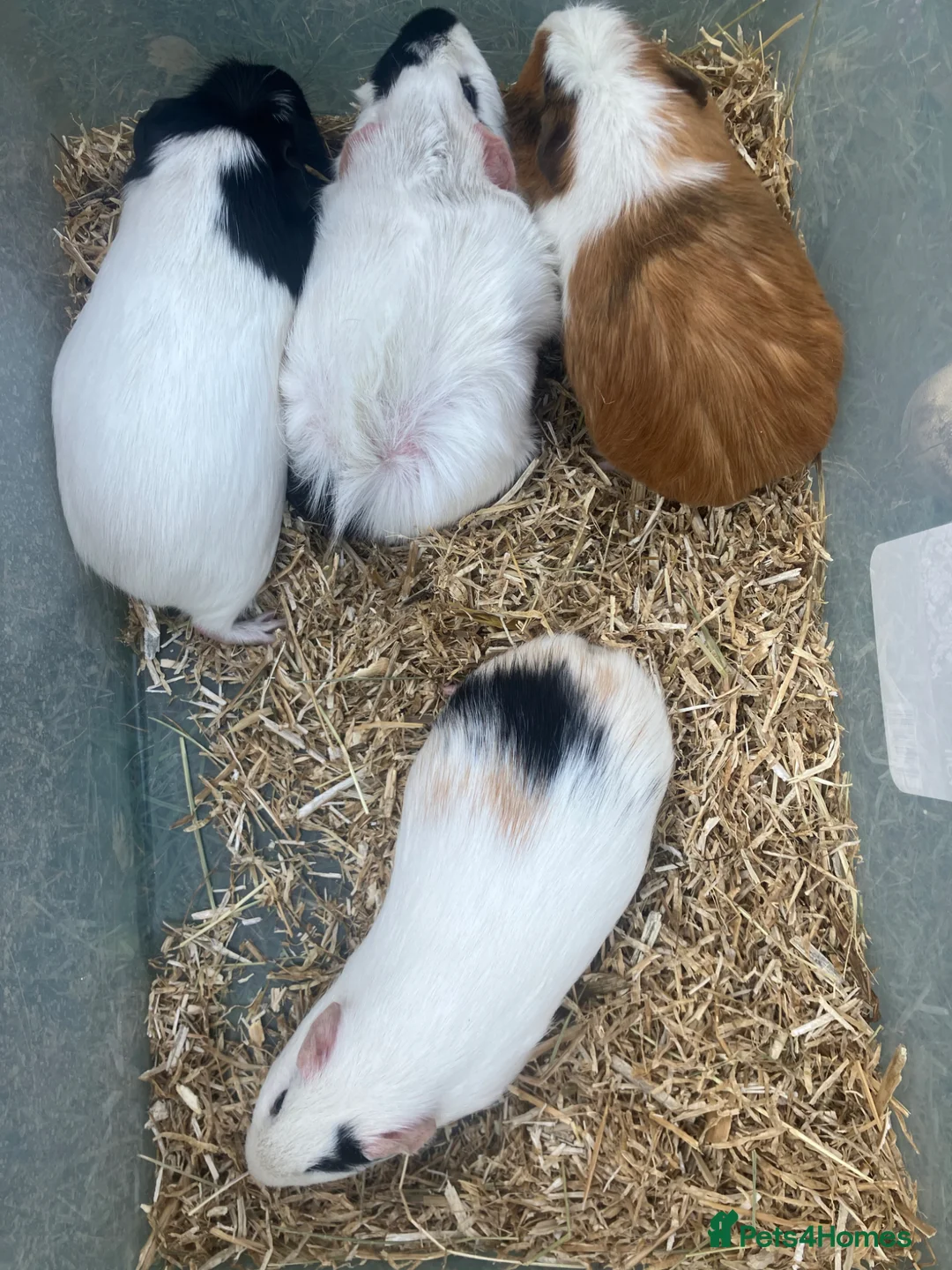 Guinea Pig rodents for sale: Male guinea pigs for sale  - Advert 5