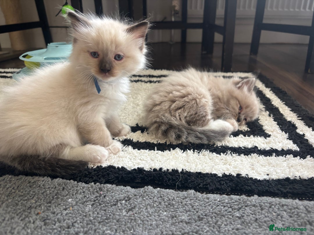 Ragdoll cats for sale: Ragdoll kittens - Image 37
