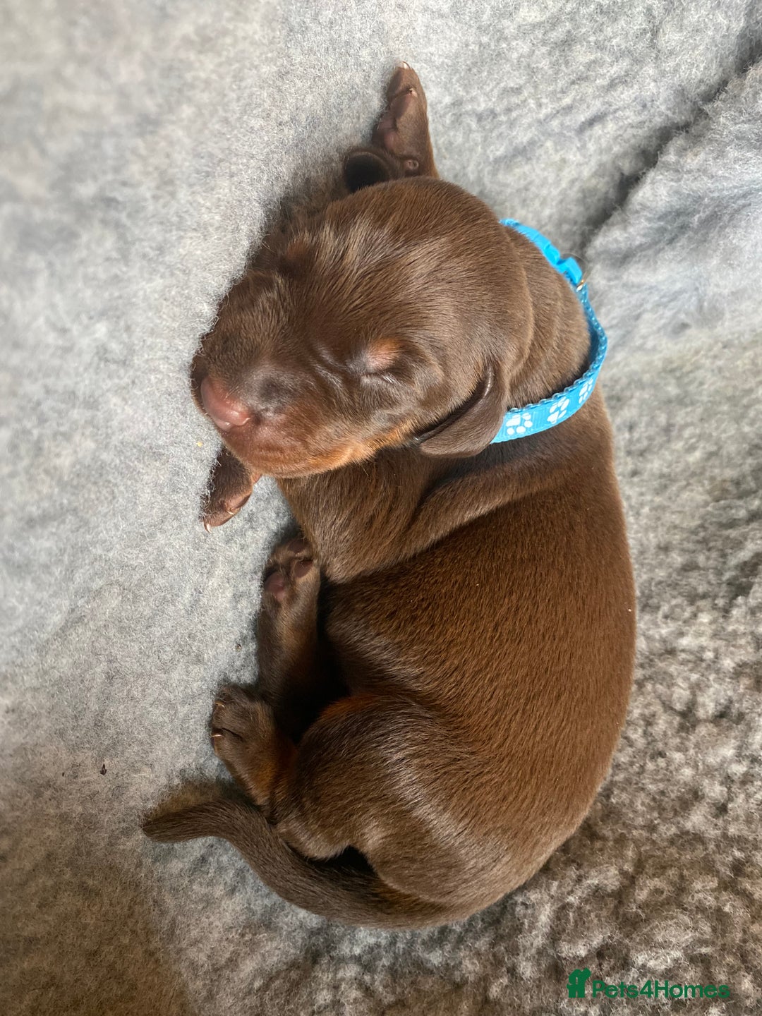 Dobermann dogs for sale: KC REGISTERED DOBERMAN PUPS - Image 18