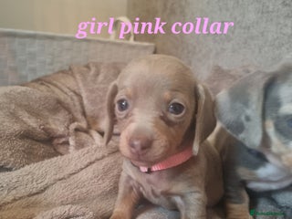 Dachshund dogs 8 Smooth Haired miniature dachshund pups - Advert 2