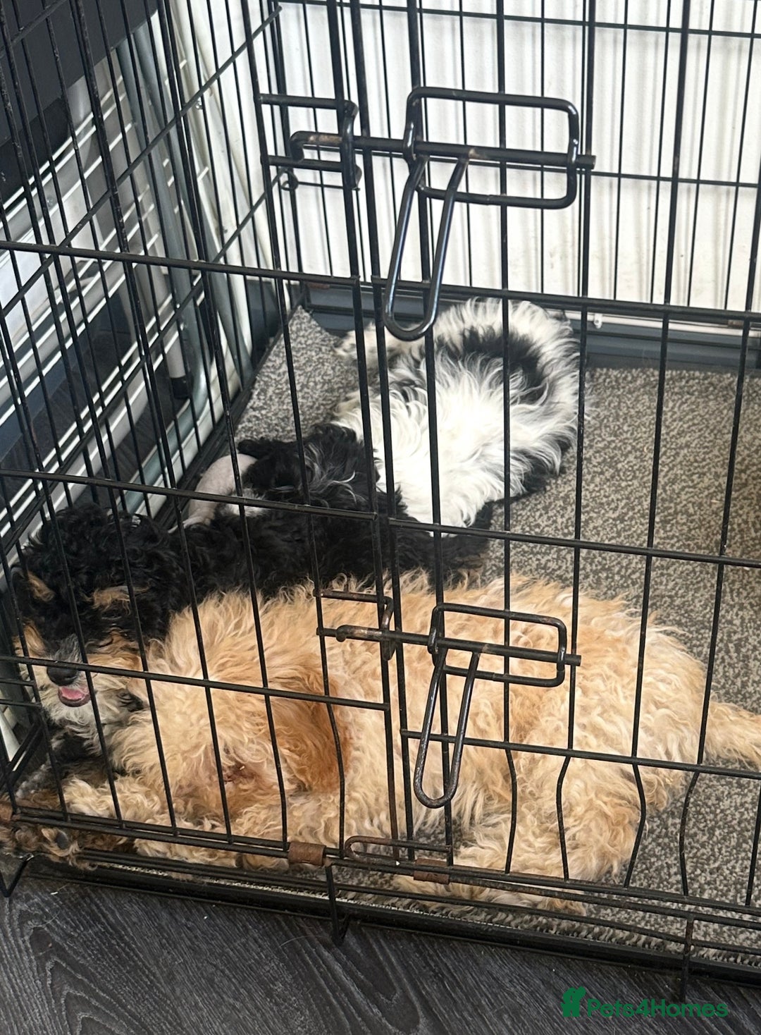 Cavapoo dogs for sale: Adorable Cavapoos looking for family homes - Image 9