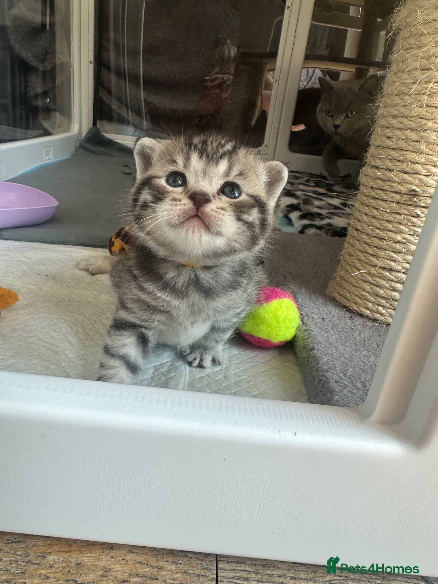 British Shorthair cats for sale: Exceptional British Shorthair kittens 🩷 - Advert 5