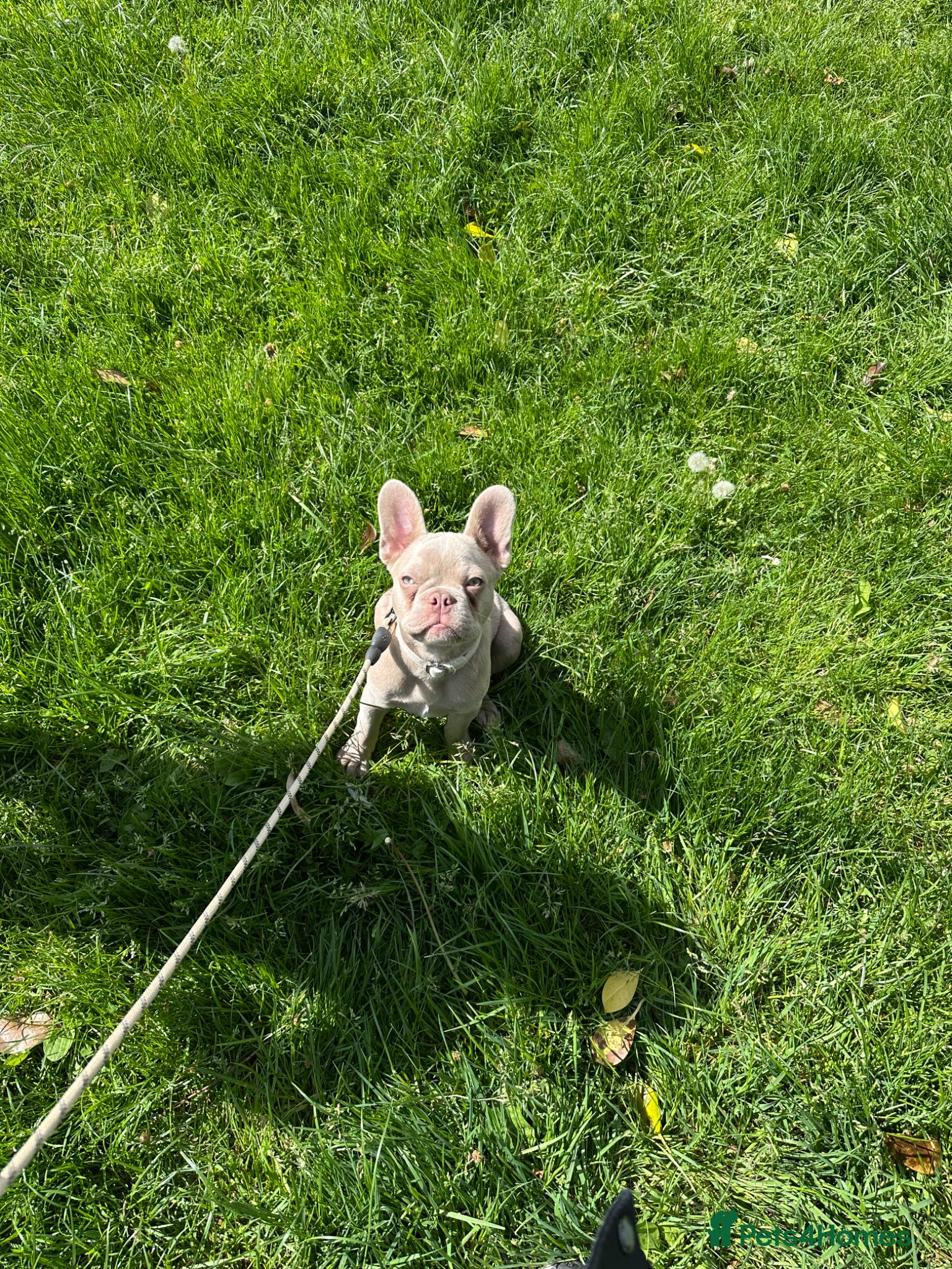 French Bulldog dogs KC Reg French Bulldog for sale - Advert 9