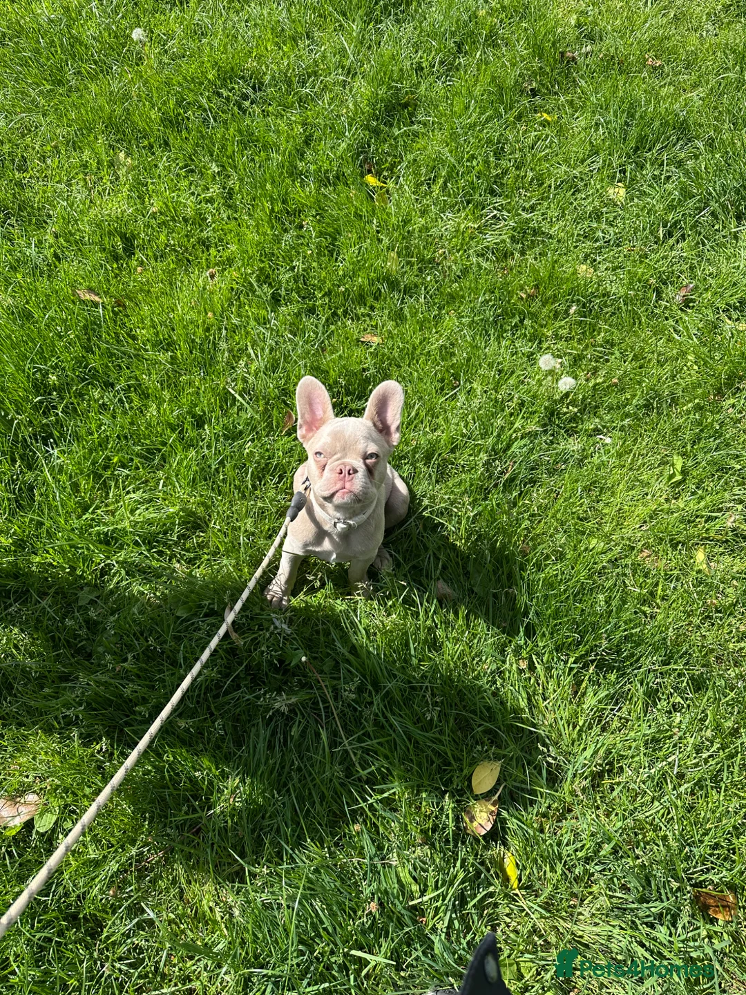 French Bulldog dogs for sale: KC Reg French Bulldog for sale in Saint Helens - Advert 1