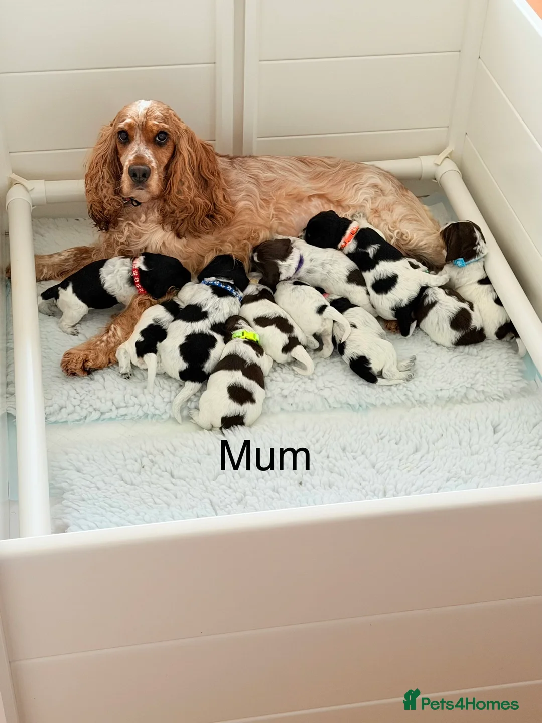 Cockapoo dogs for sale: F1 blue, chocolate roans and tri phantom Cockapoos - Advert 1