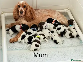 Cockapoo dogs F1 blue, chocolate roans and tri phantom Cockapoos - Advert 5