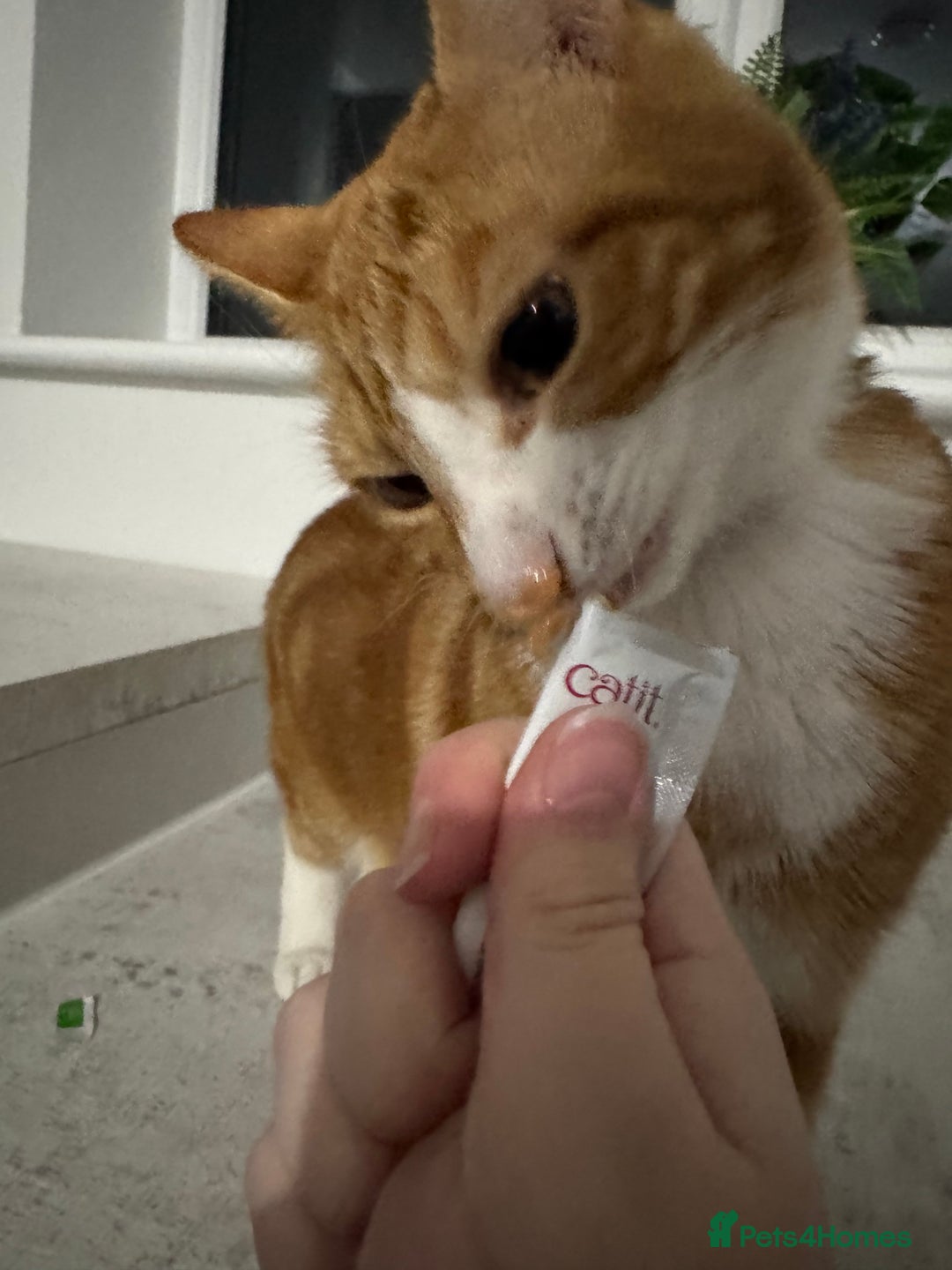 Mixed Breed cats for sale: Marla ginger cat  - Advert 7